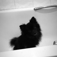 Very (@verylikefather) 's Twitter Profile Photo