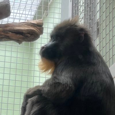 ag_syakusan's profile picture. 無言フォロー失礼します🙇‍♀️ 年長から小4まで矯正をし、途中で中止。2021年6月 顎変形症と診断され、2021年10月術前矯正スタート🧚‍♀️ 2023年9月5日に手術(上額 Le Fort I 型骨きり術、SSRO)💭 情報共有したいです🫶