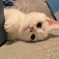 fade (@fadeforimg) 's Twitter Profile