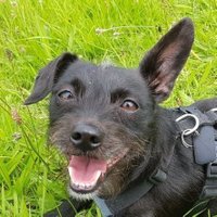 🥩 🍖 Alpha Pepe 🍖 🥩 (@hund_pepe) 's Twitter Profile Photo