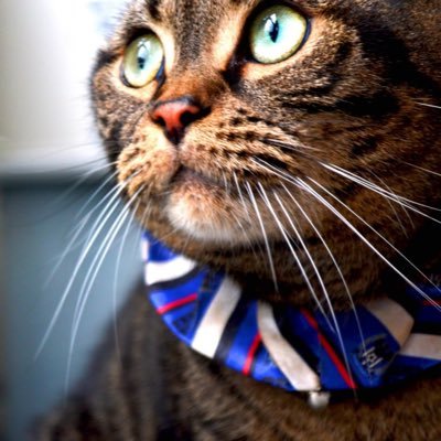 yosukeonishi's profile picture. 