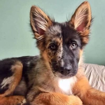 GermanS88417720's profile picture. I love dogs 😍
German shepherd like , following and  protector ...🙂🐕🐶
Tag your all German shepherd fans 🐕❣️
🇺🇸🇬🇧🇺🇲