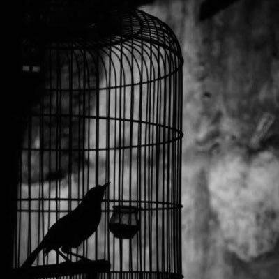 Yl0l0's profile picture. 