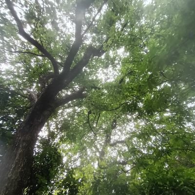 Los pensamientos crean mundos. La verdad los hará libres. Soy siempre aprendíz. Yo solo sé que no sé nada.
