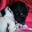 Shauna Williamson - @ShaunaWill64091 - Twitter