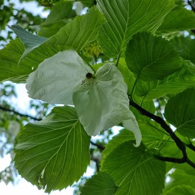 Antzantz64's profile picture. 