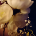 Eva Papadopoulou - @EvaPapa2023 - Twitter