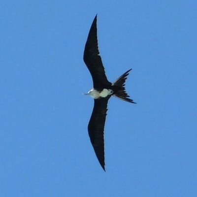 Disfruto mucho la naturaleza. Amo viajar y cocinar.  Observadora de aves.
No me rindo fácil... en ningún aspecto de la vida.