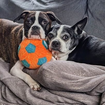 JoeMcKenzieMN's profile picture. Triplet Dad/U of M Alum/Gourmet Garlic Gardener