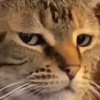 Voltedcat⚡️⚡️ (@thundercat42011) 's Twitter Profile