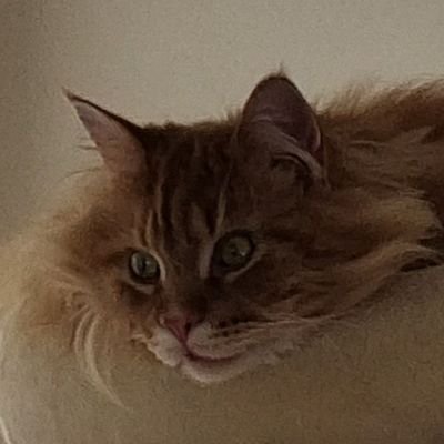 Wiz Profile
