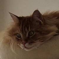 Wiz (@ducklovero) 's Twitter Profile