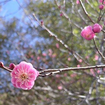 仏教系の人です。ジャスミン茶好き。