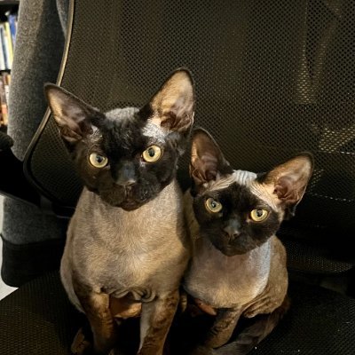 CatsOnACat's profile picture. 