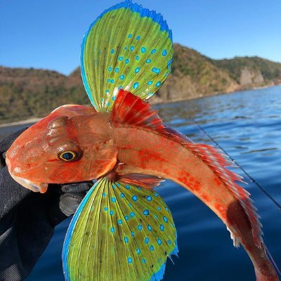 BalikSalataRaki's profile image