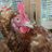 peteslee70's profile image