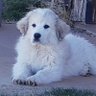 Italktomydogs's profile picture. I really do talk to my dogs & cats. Wife, mom, grandma, BS, MS, STEM pro career. ❤️😃❤️🐾🐾🐾🇺🇸🎵🎶💅💻