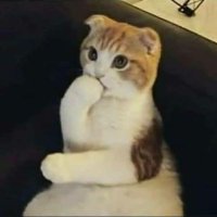 Kurabiye Canavarı 🍪 (@kurabiyefaresi) Twitter profile photo