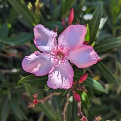 Veilvi_Crypto's profile picture. 