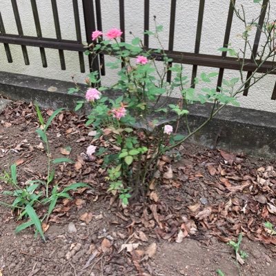 ランダムダイスPaniCrewクルマスしてます、