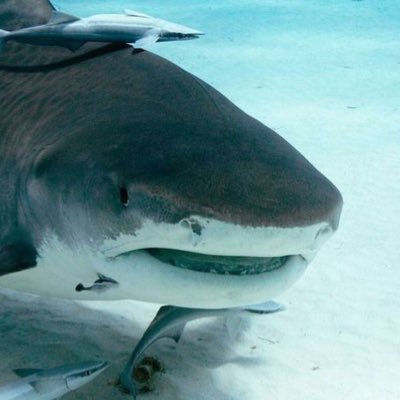 average shark enjoyer