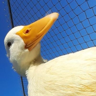 WalmartSh0pper's profile picture. 🎙 Salami-affiliated media