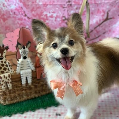 天国にいった愛犬のことなどつぶやいていこうと思ってます😊💕