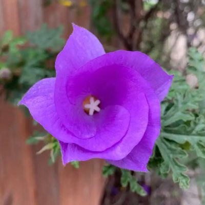 orloff_e's profile picture. Christian, married XX. MAGA. 2A. BtB. IFBAP. No DMs. 🇷🇺☦️