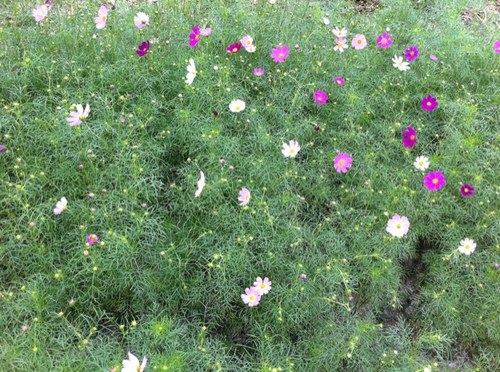 debut1004's profile picture. 