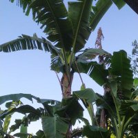 Tiang ndusun tukang repek (@cah_pecicilan) 's Twitter Profile