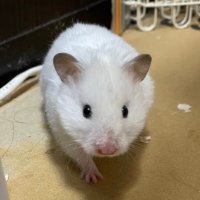 信者 (@sinjya) Twitter profile photo