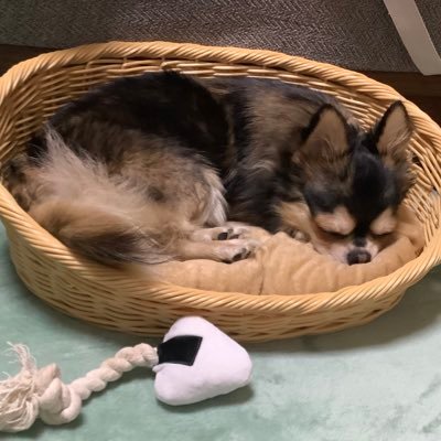 狛夜_さんのプロフィール画像