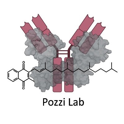 Associate Professor at St. Louis University School of Medicine researching molecular mechanisms of blood clotting and Antiphospholipid Syndrome.