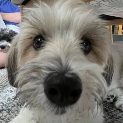 uzbekisrus's profile picture. Anglo-Catholic Episcopalian ✝️ #VegasBorn David Bentley Hart Appreciator