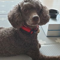 로키맘 (@rrszkauqmif7cha) 's Twitter Profile