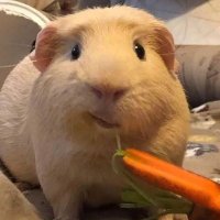 punk potato (@punkpotato69) 's Twitter Profile