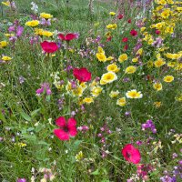 peco🐶#1🛼 (@peconikanika) Twitter profile photo