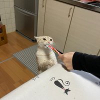 あぷあぷさん (@apap26tax) 's Twitter Profile