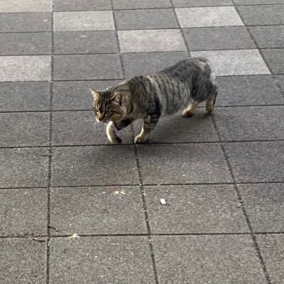 karupisu_doctor's profile picture. 好きな言葉はLet it be でしょうか/Twitterは自戒