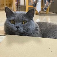 Lemoning (@chamomilebez) 's Twitter Profile