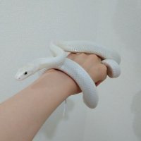 蛇香(@c5c5serpent) 's Twitter Profile Photo