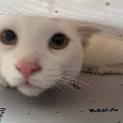 sneyhorse's profile picture. im a pocket full of sunshine