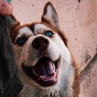 AbbeyJunction's profile picture. Fragment of myself, don't mind the cobwebs ✨