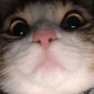 _cuubgt's profile picture. 💗 💮 🐰🍷 ^kinda ia