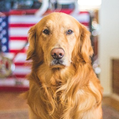 👉 Welcome to @retriever08 🐶🐕🦮
👉 We share daily🐶 #goldenretriever related contents🐕
👉 Follow us if you really love🐶 #goldenretriever 🐹