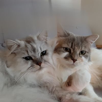 こんにちはラガマフィンのannとペルシャチンチラのmaruです。長い毛と丸い顔が特徴の猫です。性格は優しく大人しいです。
将来はもっと優しくて大人しい猫になりたいです。そしてぬしさんに沢山愛されたいです。 https://t.co/py2C1hy5Nu
