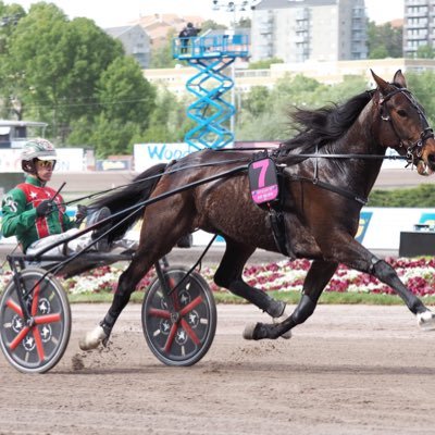 Doing my best to be a successful Harness Racing Trainer/Driver