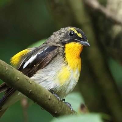 近所の公園のカワセミさんがきっかけで鳥撮りにハマっています。基本、森林性の小鳥さんが好きです。週末、雨の降らない日は愛機、Canon R7を携えて鳥さんを追っかけています。