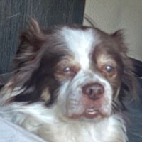 sisoysury (@202sury) 's Twitter Profile