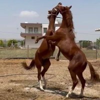 aziz karakeçili (@azizkarakeci63) 's Twitter Profile